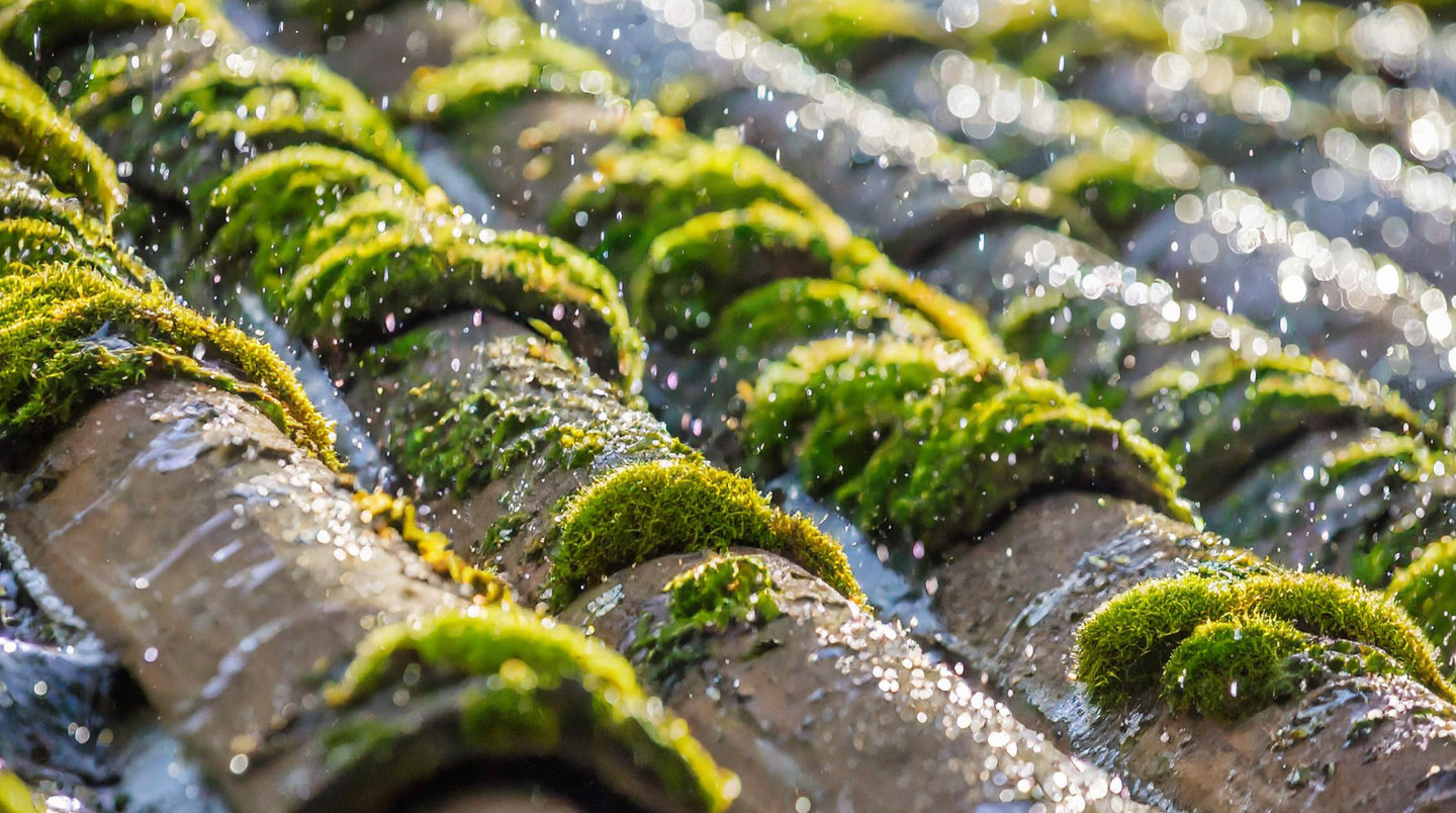 Gros plan d'une toiture en tuiles terre cuite montrant la progression de colonisation : mousse verte dense et lichens grisâtres sur la moitié gauche, tuiles plus saines révélant couleur terre cuite sur la droite
